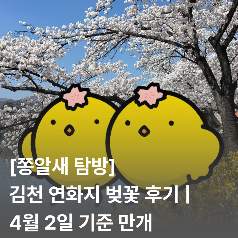 [쫑알새 탐방] 김천 연화지 벚꽃 후기 | 4월 2일 기준 만개, 축제 정보, 포토존, 마켓, 주차 꿀팁